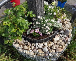 Bepflanzte Baumscheiben in der Hochstätt