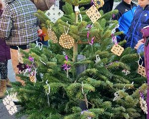 Weihnachtsbäume in der Höchstätt